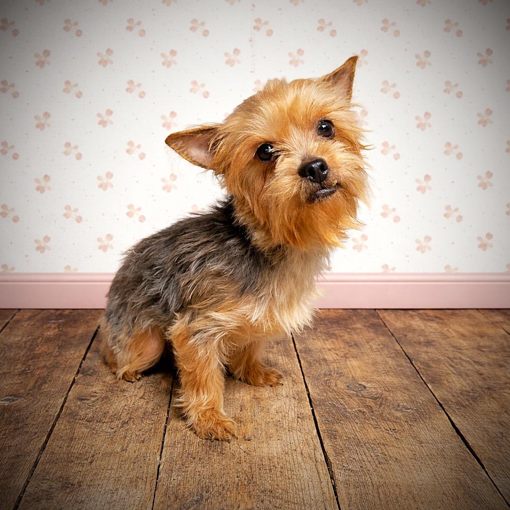Enlarge Pomfret - Home Visit in Process , a Adoptable Yorkshire Terrier in Hartland, WI image 1/6