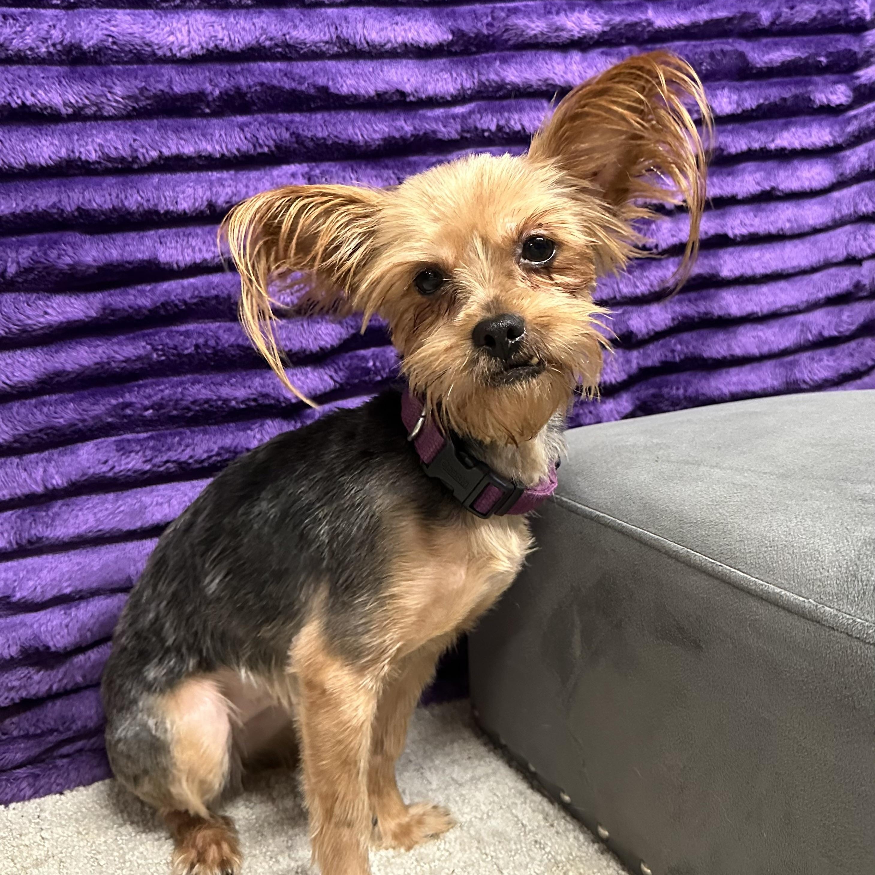 Enlarge Pomfret-Foster Home Needed, a Adoptable Yorkshire Terrier in Hartland, WI image 1/4