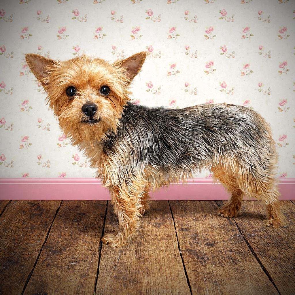 Enlarge Pomfret - Home Visit in Process , a Adoptable Yorkshire Terrier in Hartland, WI image 3/6