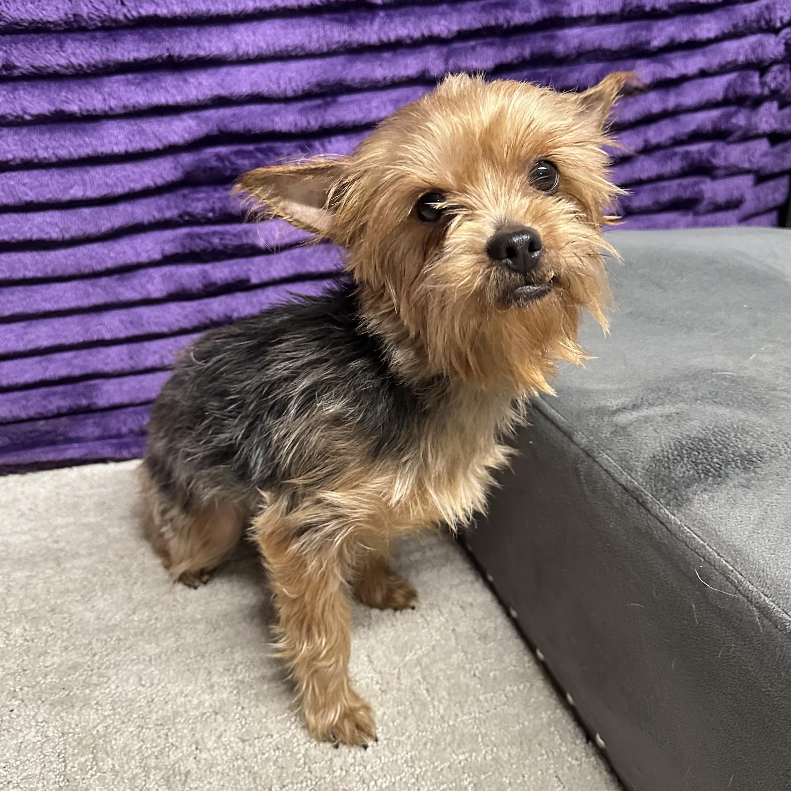 Enlarge Pomfret, a Adoptable Yorkshire Terrier in Hartland, WI image 2/6