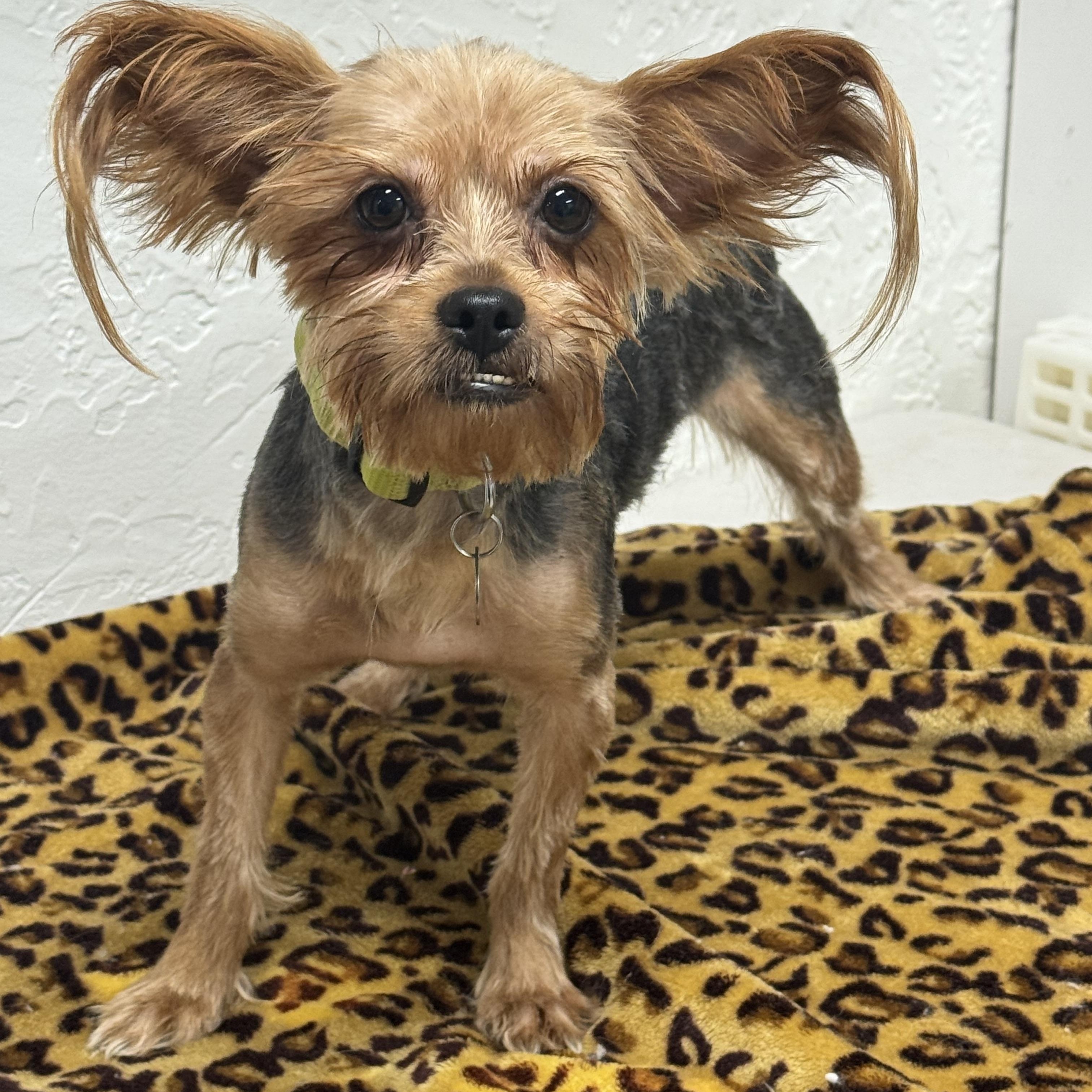 Pomfret-Foster Home Needed