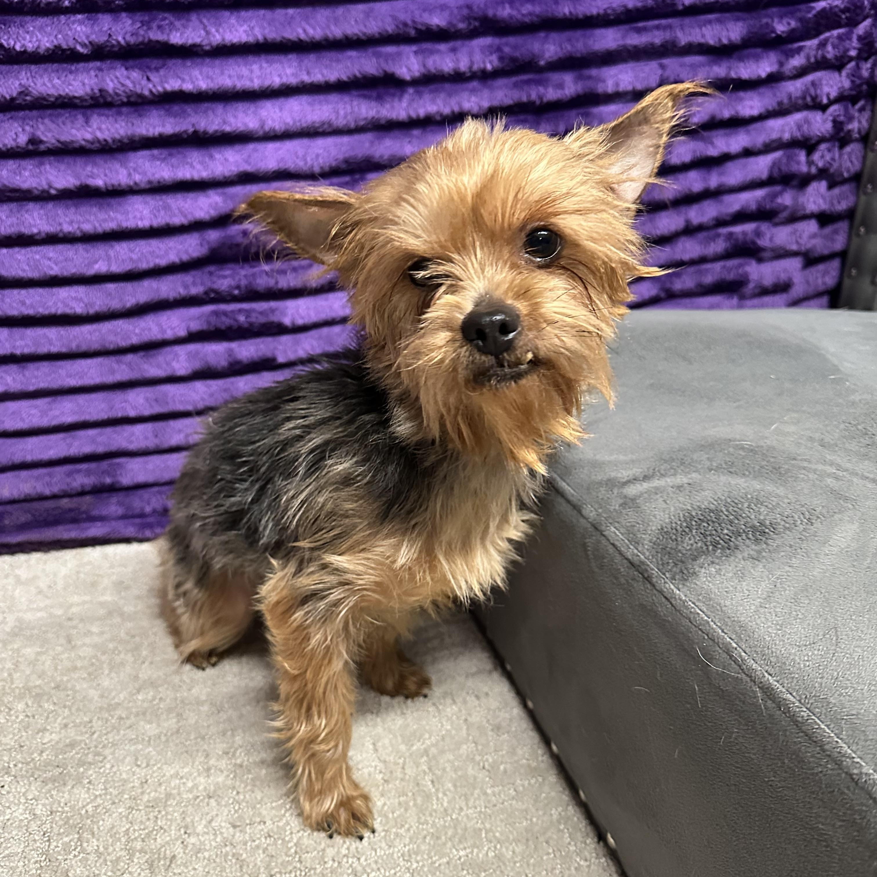 Pomfret-Foster Home Needed, Adoptable, Young Female Yorkshire Terrier.