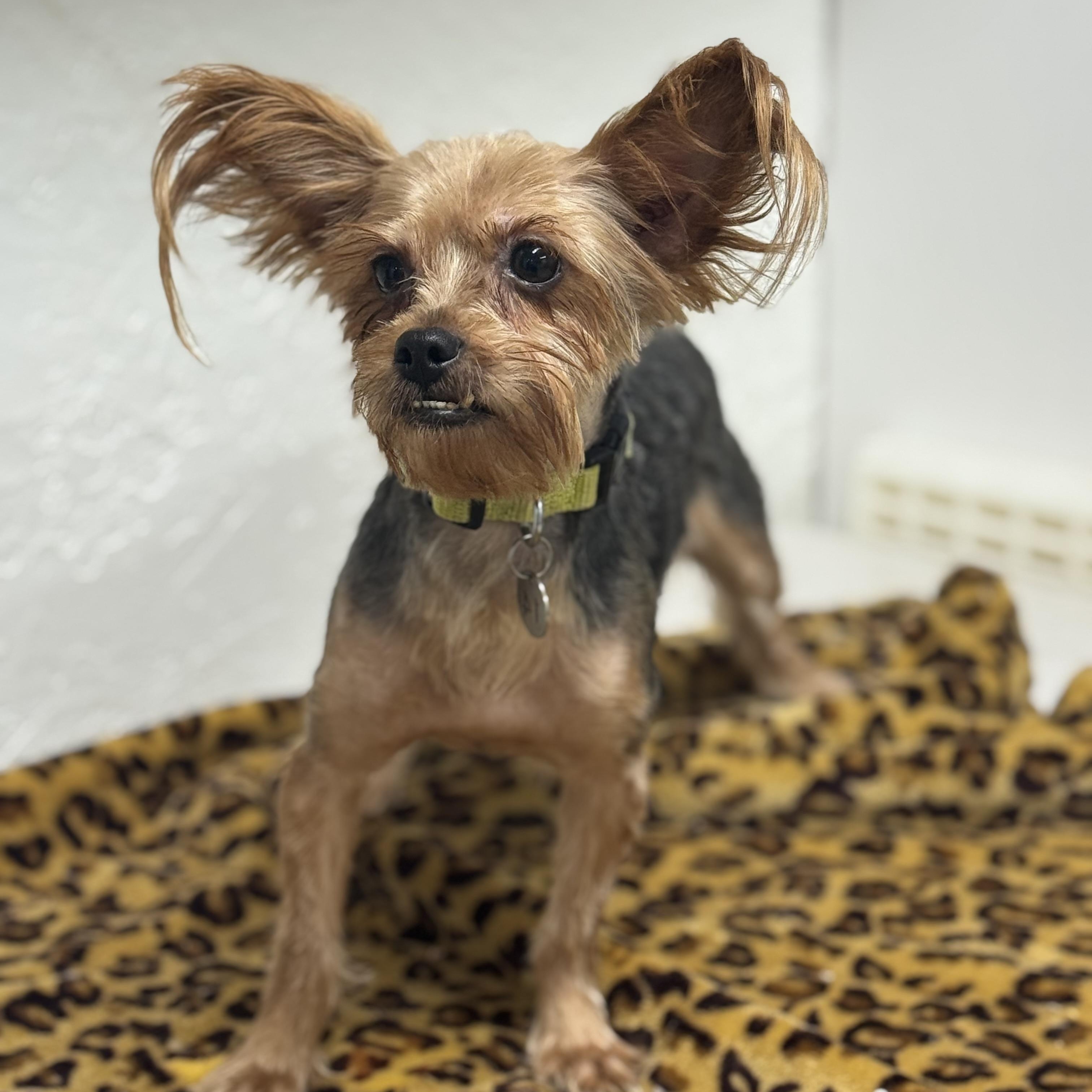 Pomfret-Foster Home Needed