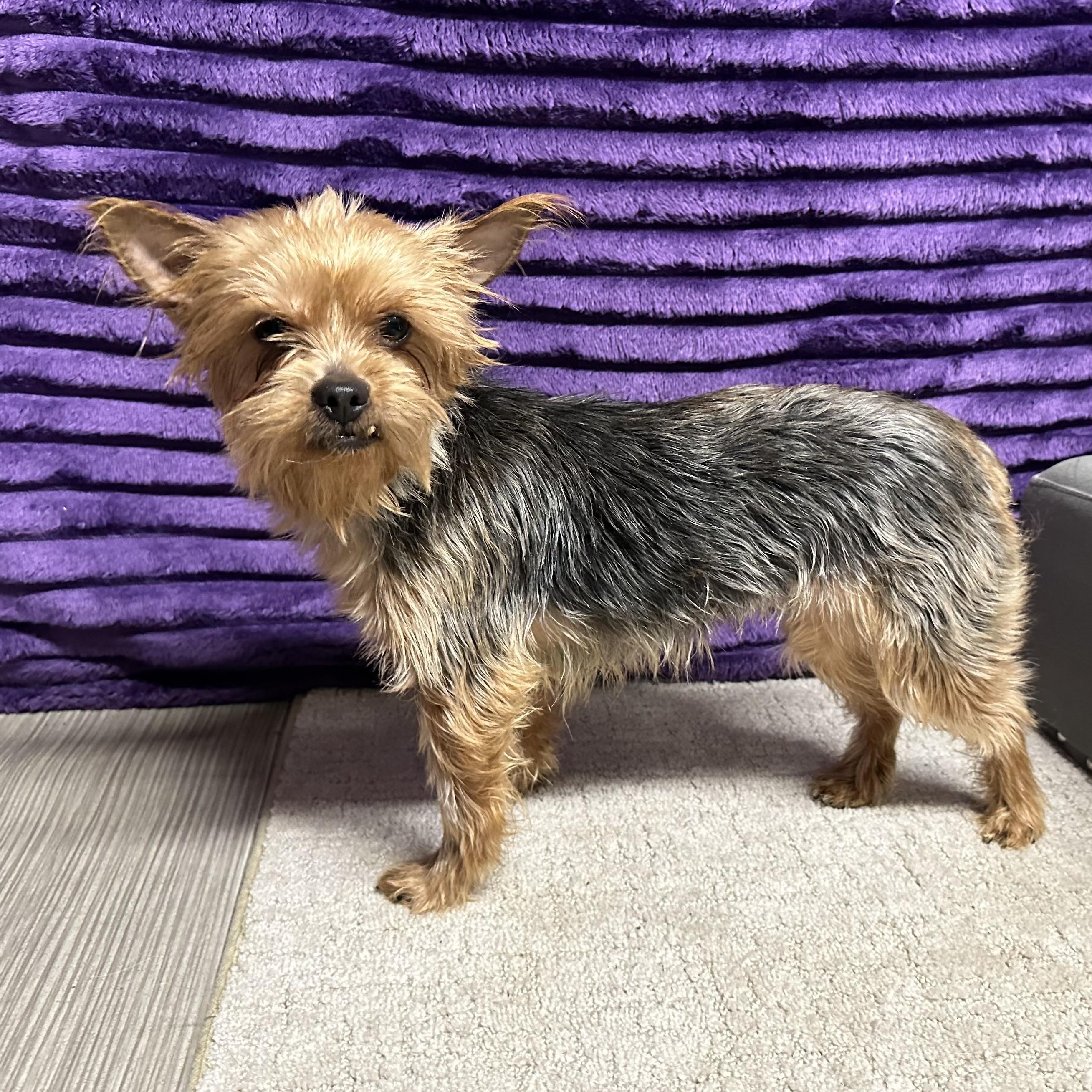 Enlarge Pomfret, a Adoptable Yorkshire Terrier in Hartland, WI image 5/6
