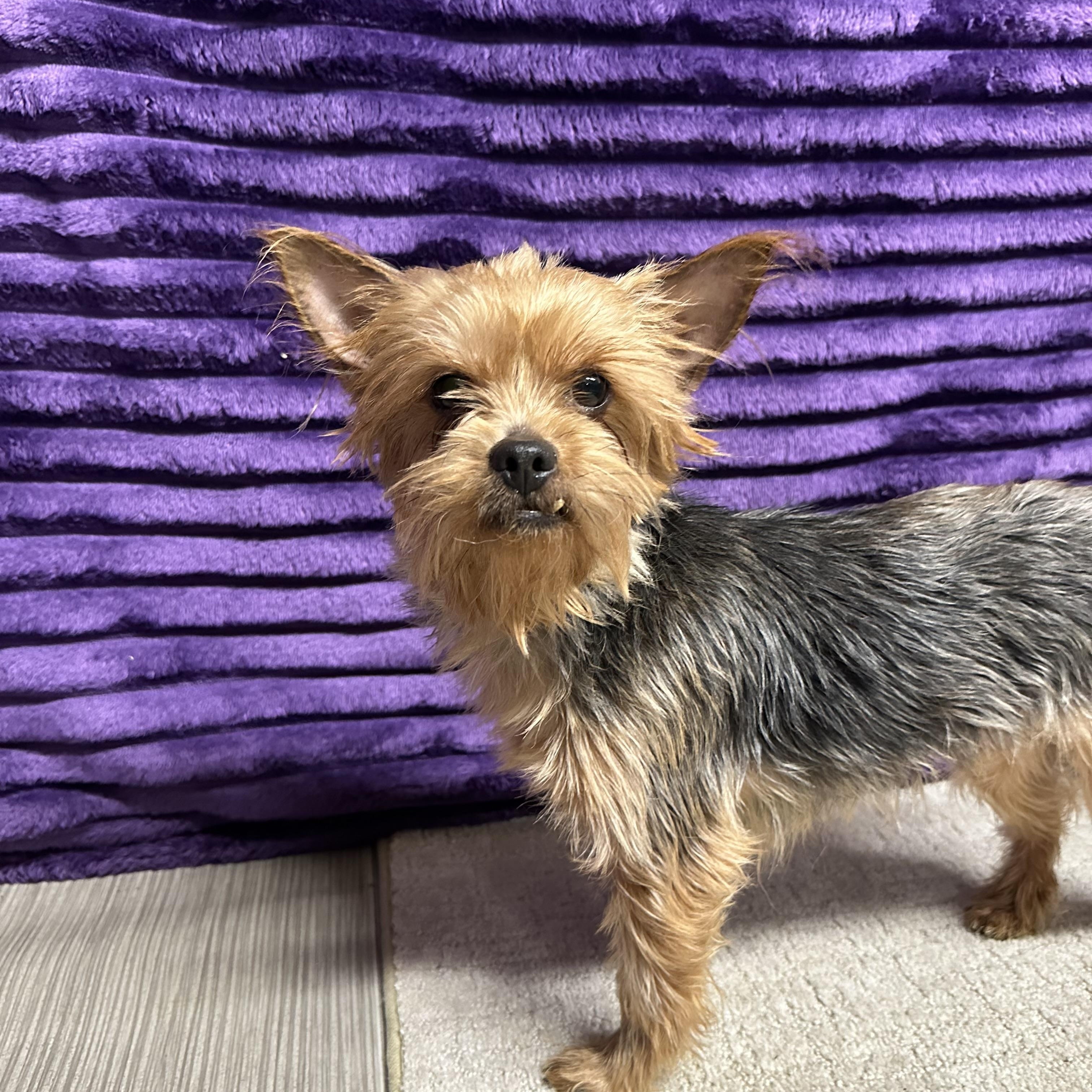 Enlarge Pomfret, a Adoptable Yorkshire Terrier in Hartland, WI image 4/6