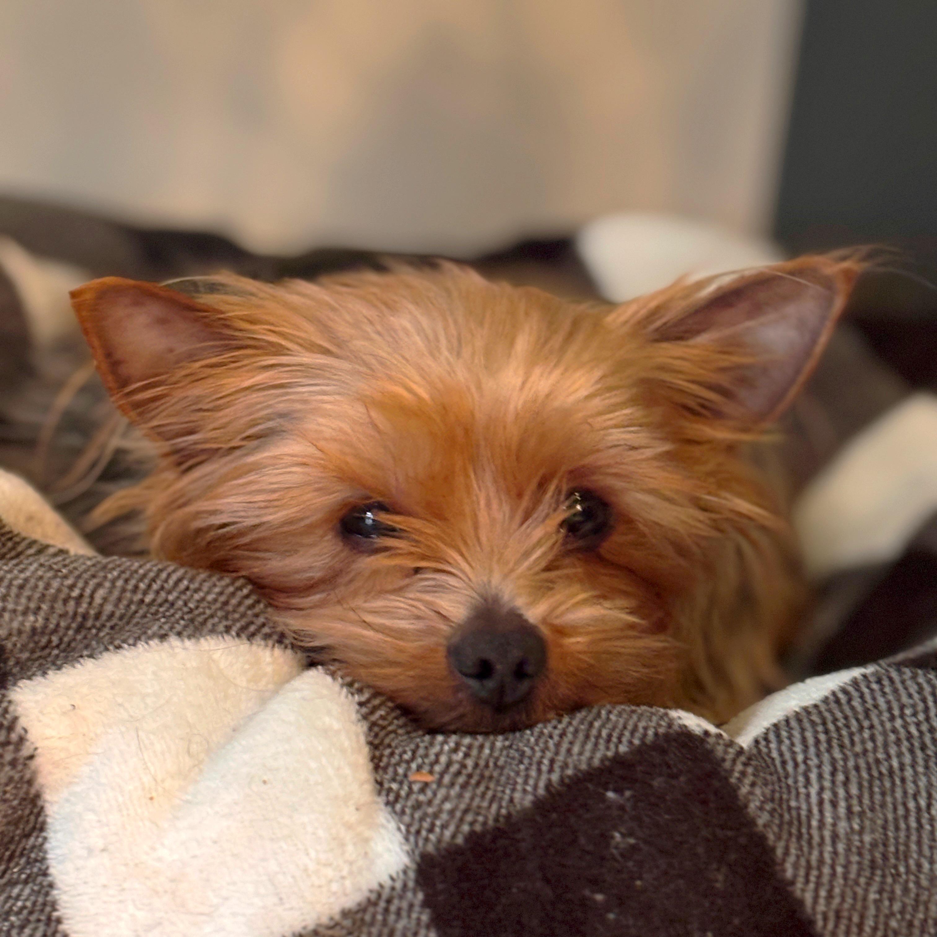 Enlarge Pomfret - Home Visit in Process , a Adoptable Yorkshire Terrier in Hartland, WI image 2/6
