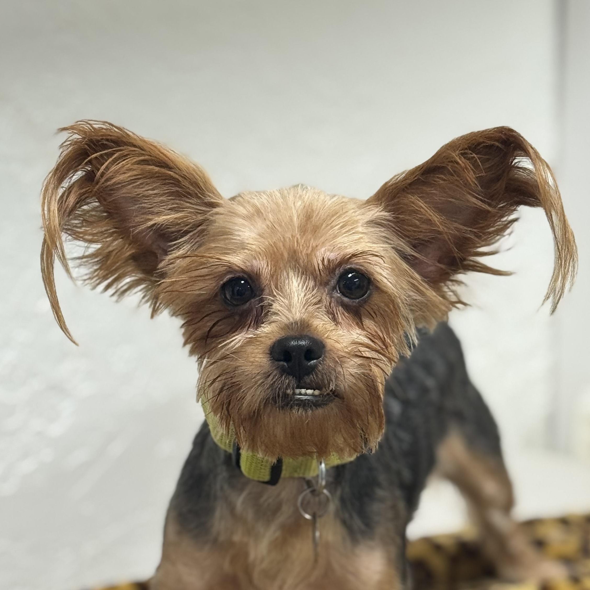 Pomfret-Foster Home Needed