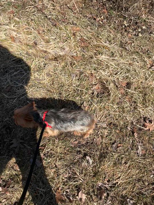 Enlarge Pomfret - Home Visit in Process , a Adoptable Yorkshire Terrier in Hartland, WI video 6/6