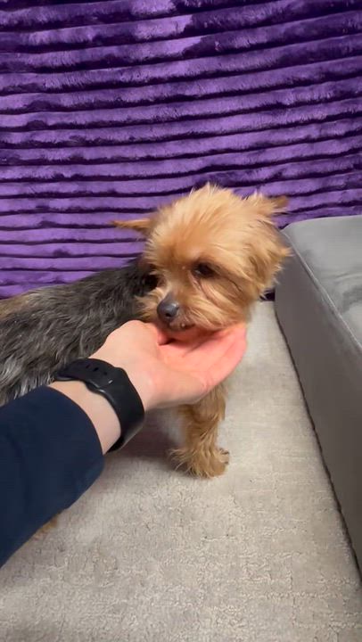 Enlarge Pomfret, a Adoptable Yorkshire Terrier in Hartland, WI video 6/6