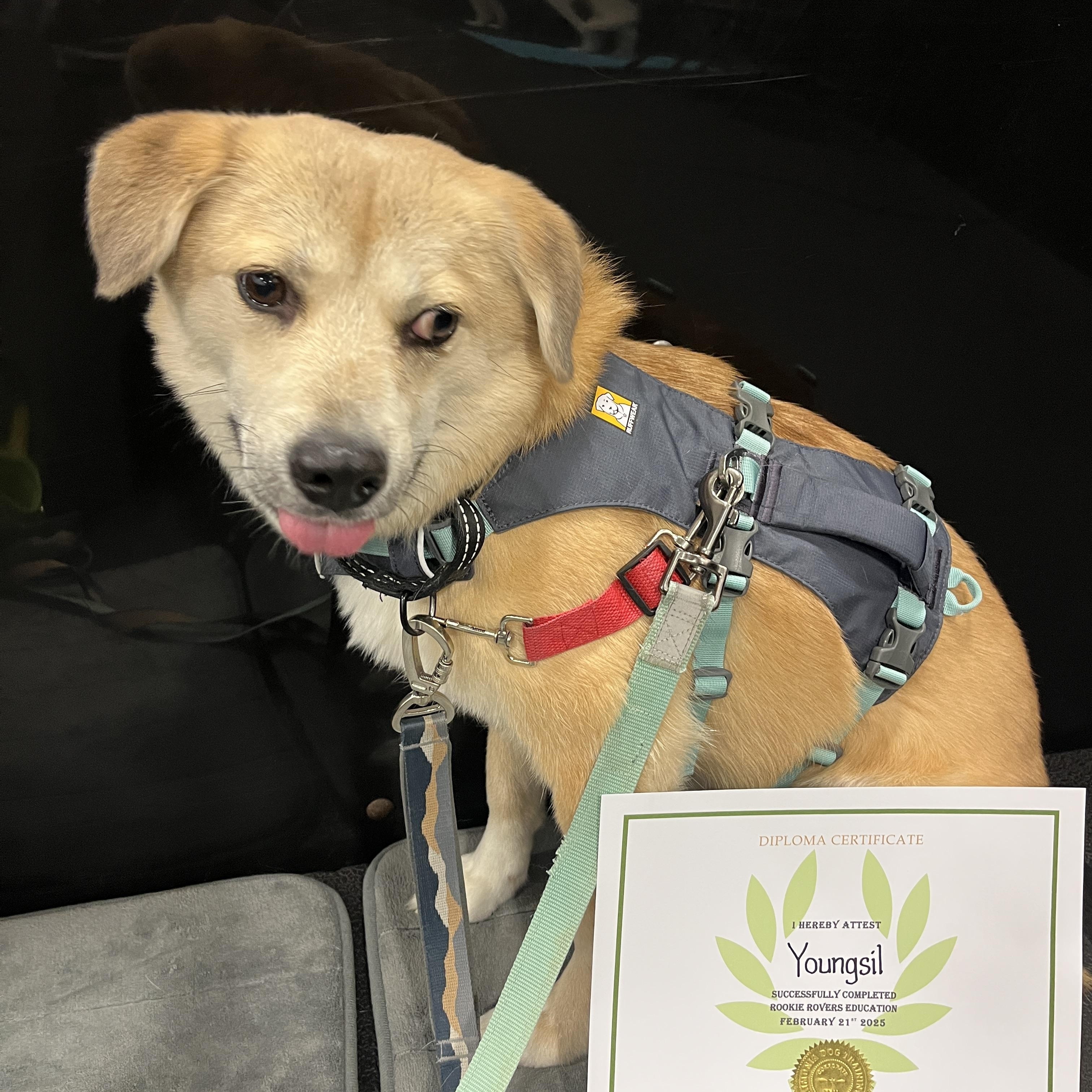 Enlarge Youngsil, a Adopted mixed breed in Waterloo, ON image 2/6