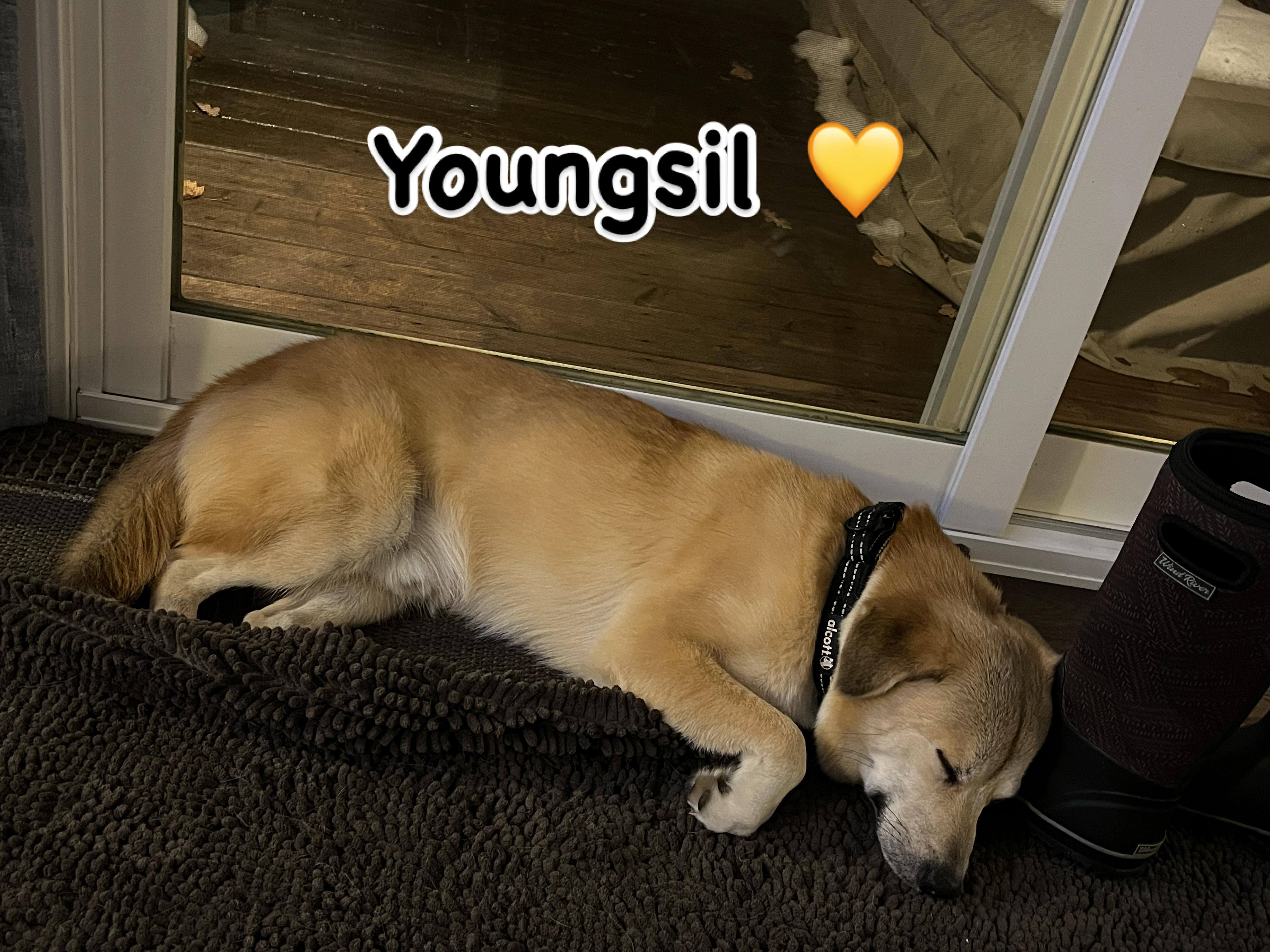 Enlarge Youngsil, a Adopted mixed breed in Waterloo, ON image 5/6