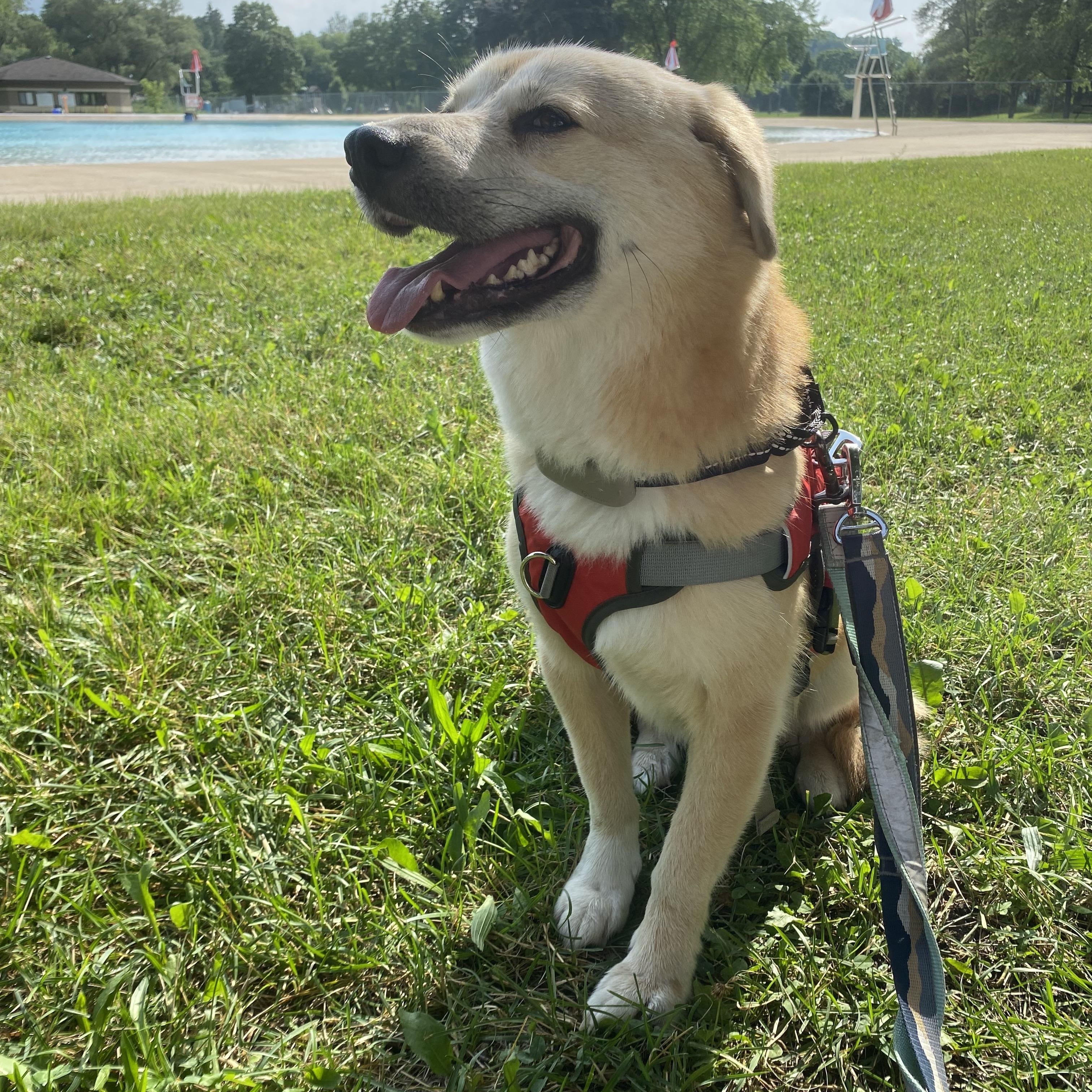 Youngsil, Adopted, Adult Male Jindo & Beagle.