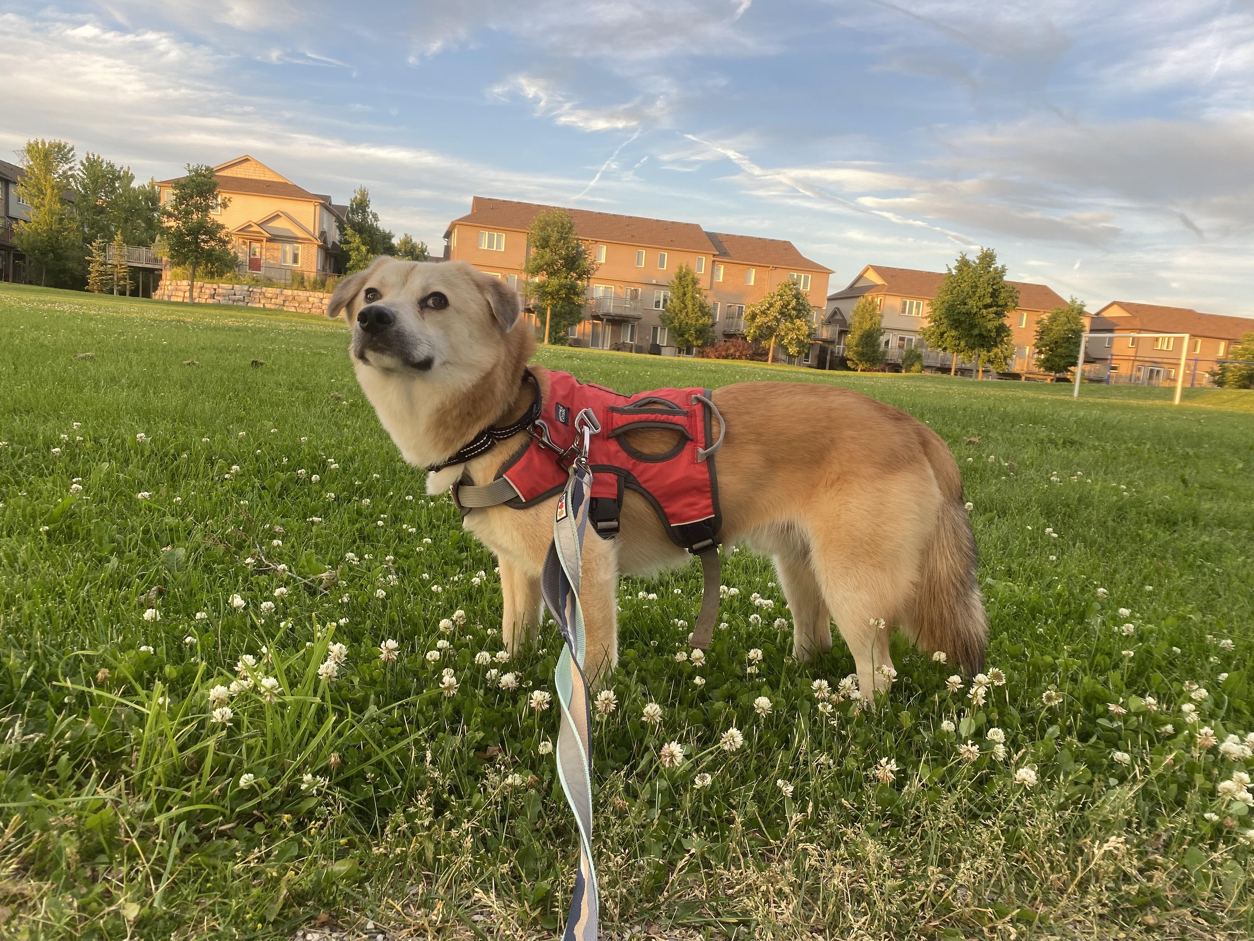 Youngsil, Adopted, Adult Male Jindo & Beagle.