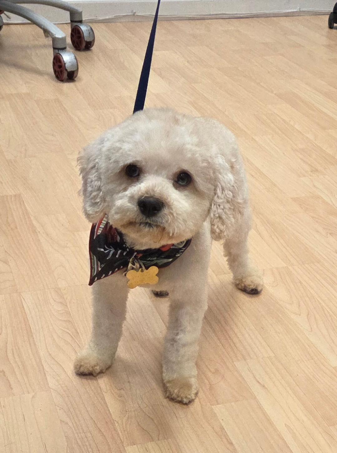 Blanca, an adopted Cavapoo in Englishtown, NJ image 2/3