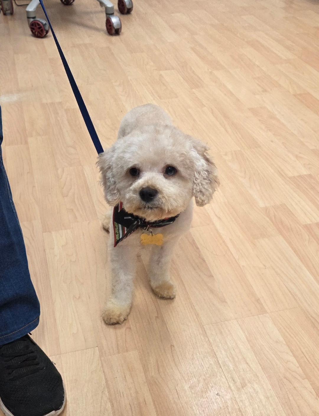 Blanca, an adopted Cavapoo in Englishtown, NJ image 3/3