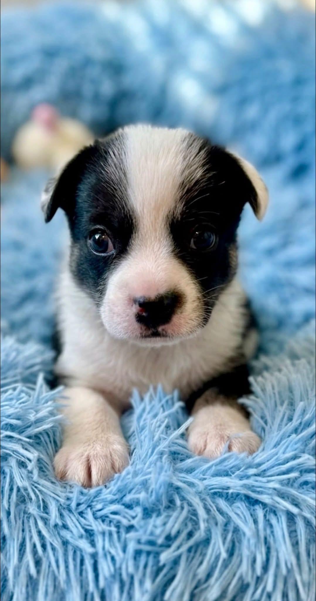 Pablo, a Adoptable mixed breed in Rockwall, TX image 2/3