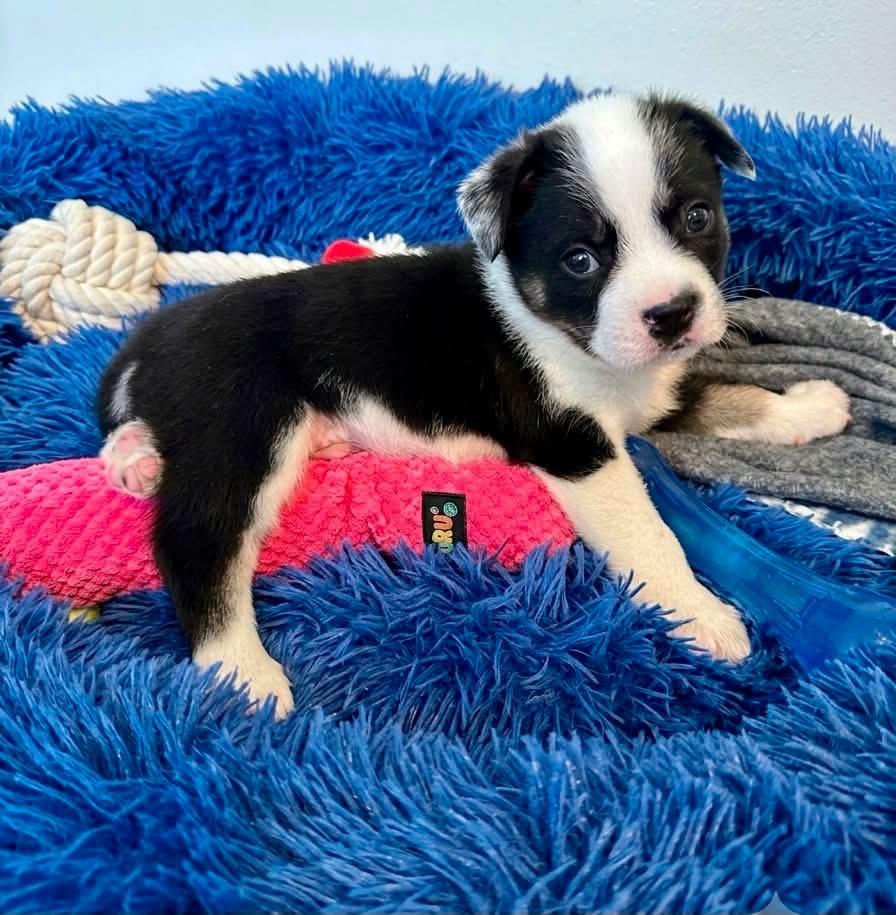 Pablo, a Adoptable mixed breed in Rockwall, TX image 3/3