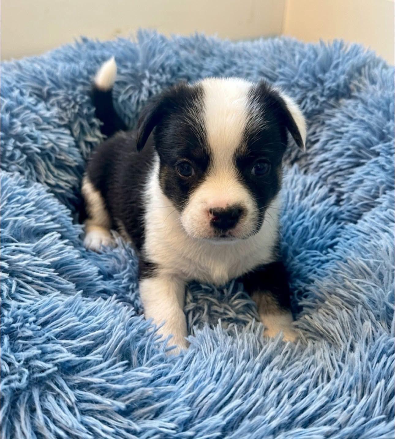 Pablo, Adoptable, Puppy Male French Bulldog & American Eskimo Dog.