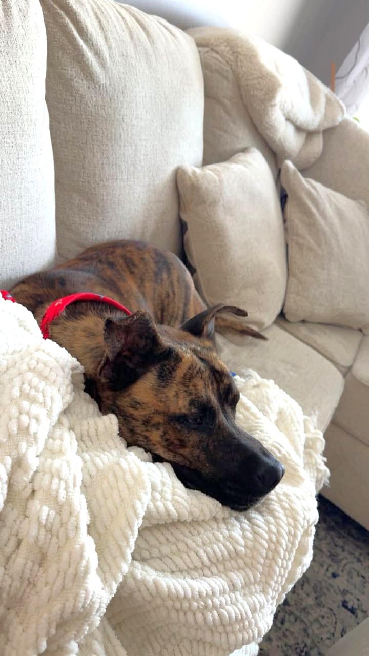 Enlarge Tigger, a ADOPTABLE mixed breed in Oregon, WI image 2/4