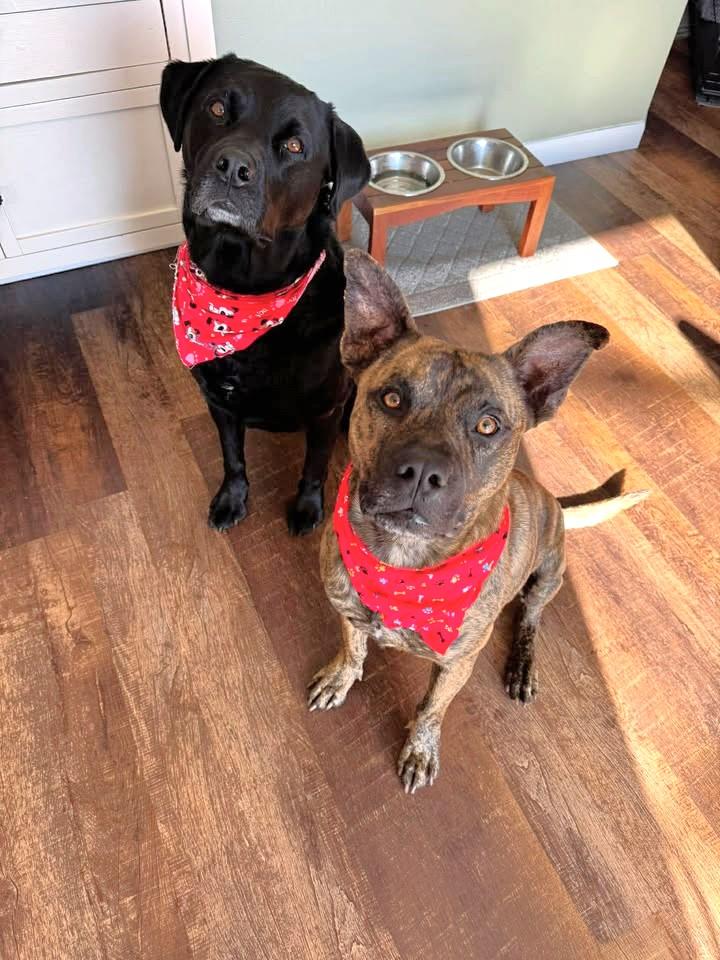 Enlarge Tigger, a ADOPTABLE mixed breed in Oregon, WI image 3/4