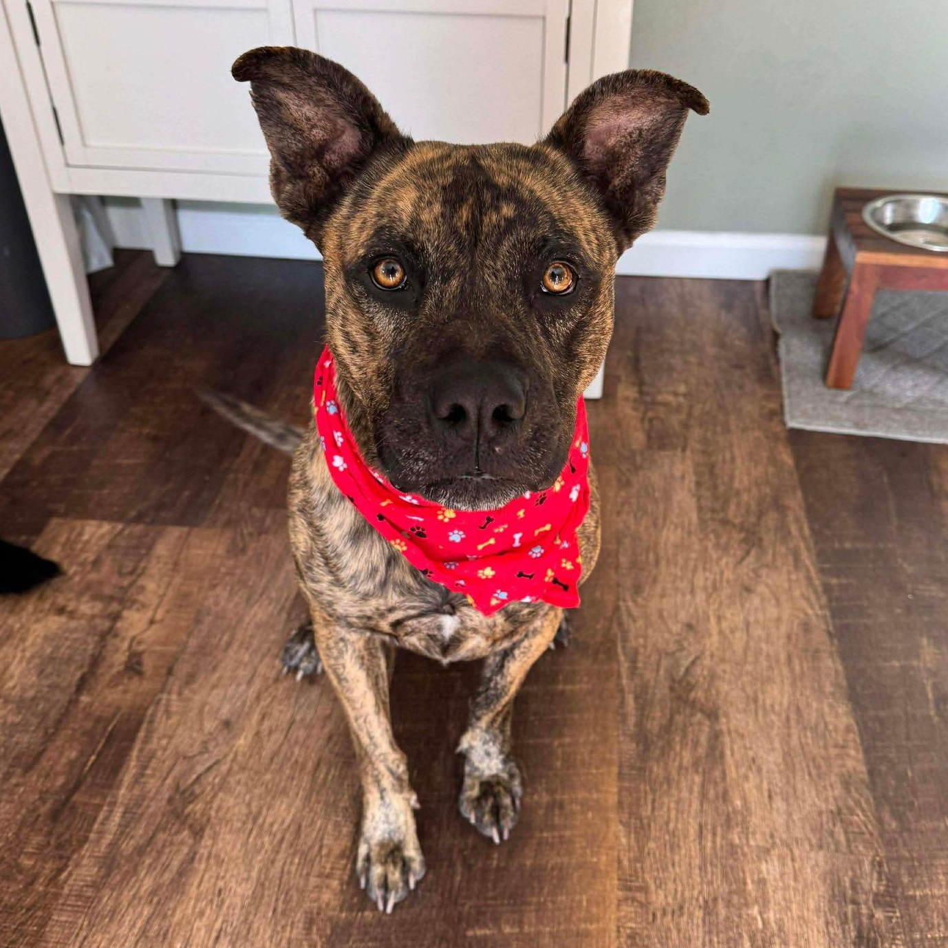 Tigger, ADOPTABLE, Young Male Black Mouth Cur.