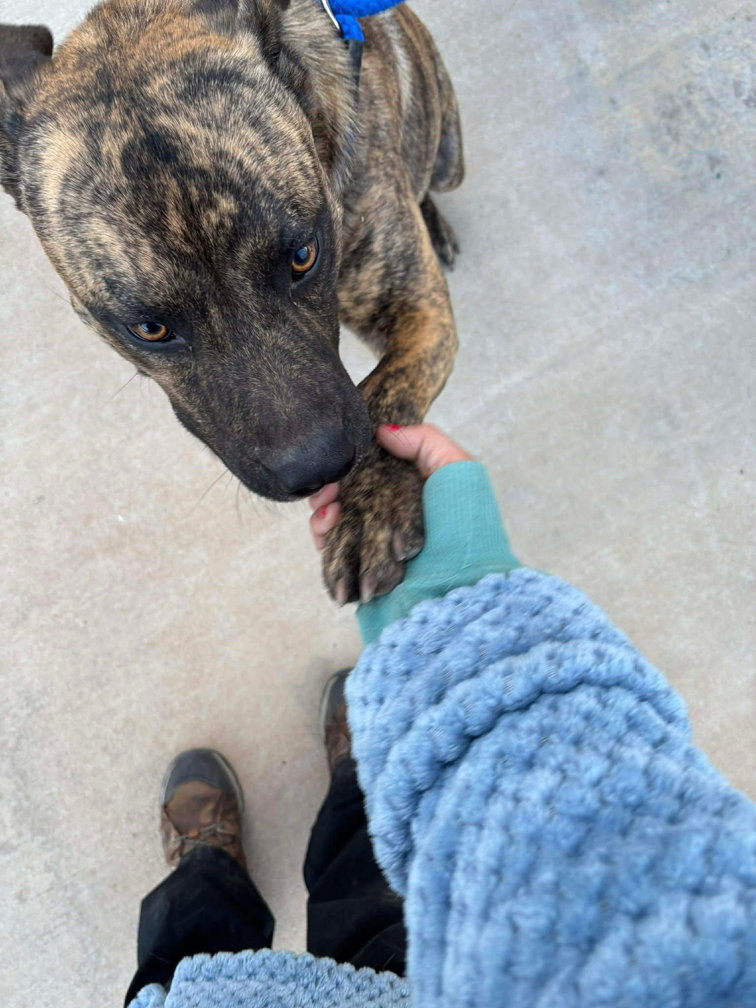 Enlarge Tigger, a ADOPTABLE mixed breed in Oregon, WI image 4/4