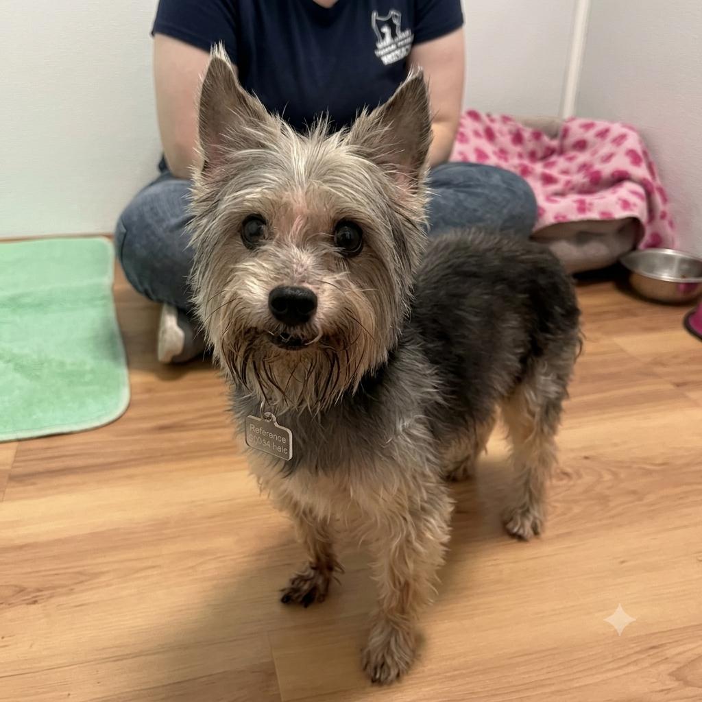 Junior, adopted, Senior Male Silky Terrier & Yorkshire Terrier.