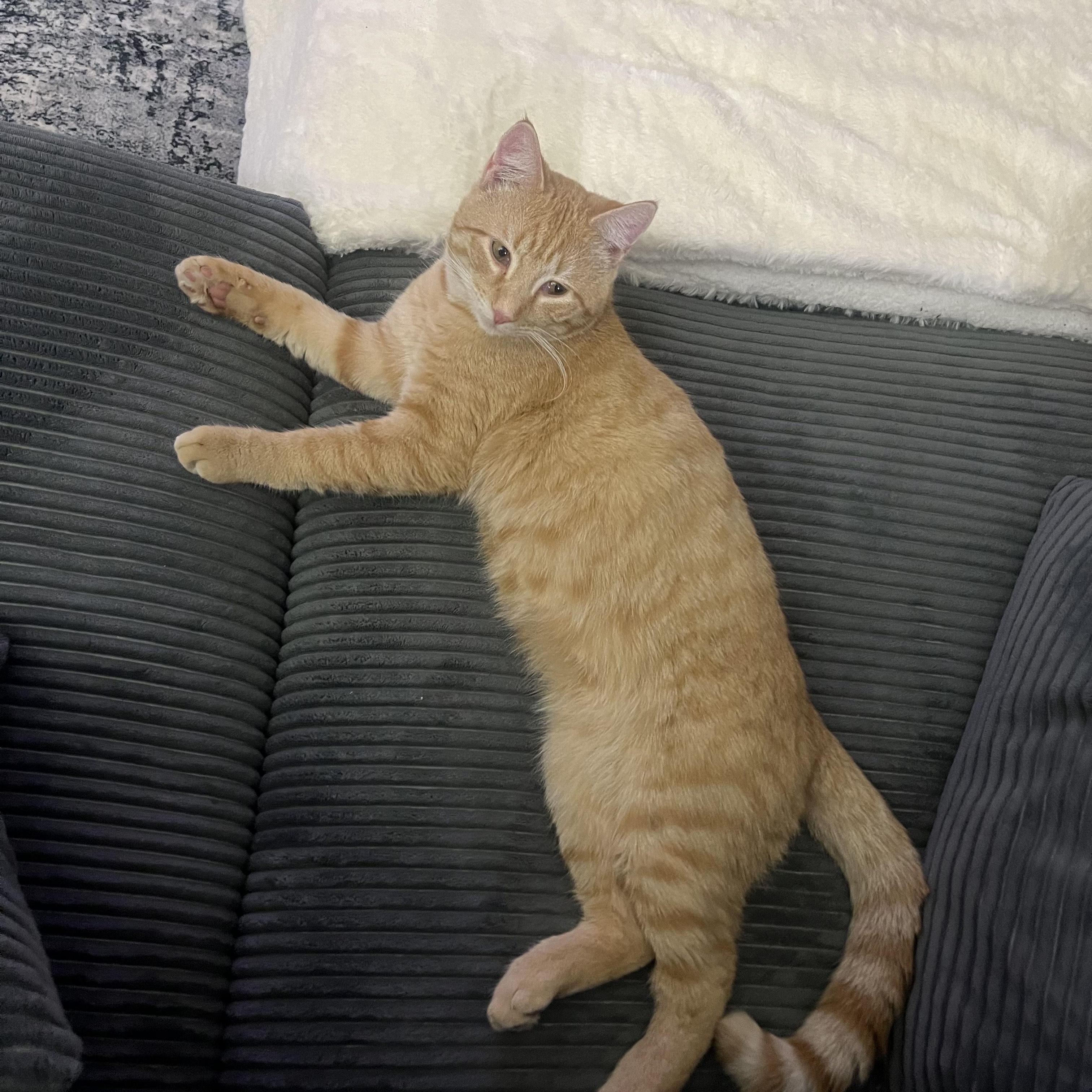 Odin (Courtesy Post), Adoptable, Young Male Domestic Short Hair.