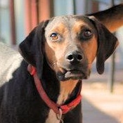 Enlarge Buddy Love (GA), a Adoptable Black and Tan Coonhound in Ranger, GA image 1/4
