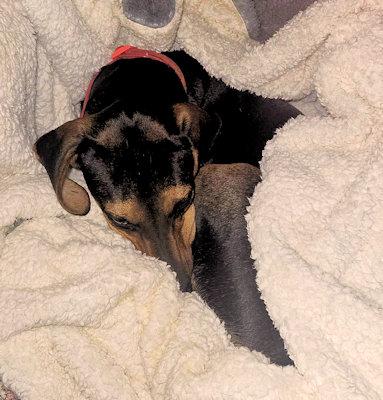 Enlarge Buddy Love (GA), a Adoptable Black and Tan Coonhound in Ranger, GA image 2/4