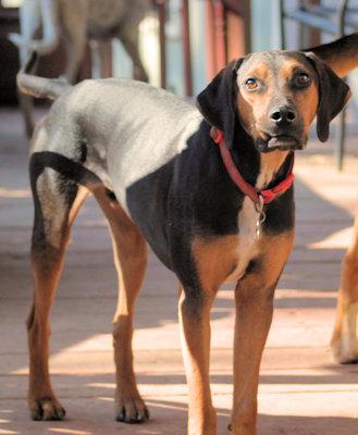Enlarge Buddy Love (GA), a Adoptable Black and Tan Coonhound in Ranger, GA image 3/4