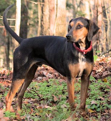 Enlarge Buddy Love (GA), a Adoptable Black and Tan Coonhound in Ranger, GA image 4/4