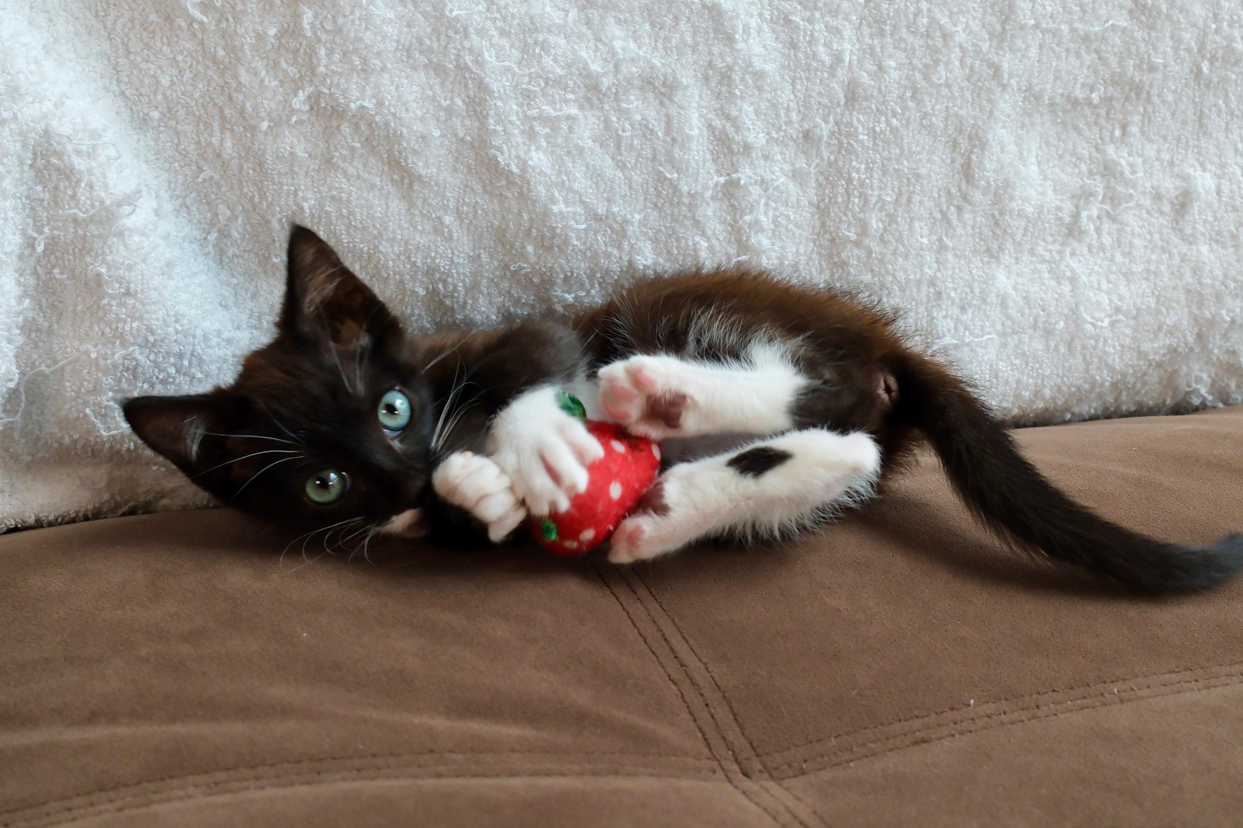 Enlarge Lord Boots, a Adoptable Tuxedo in San Diego, CA image 2/2