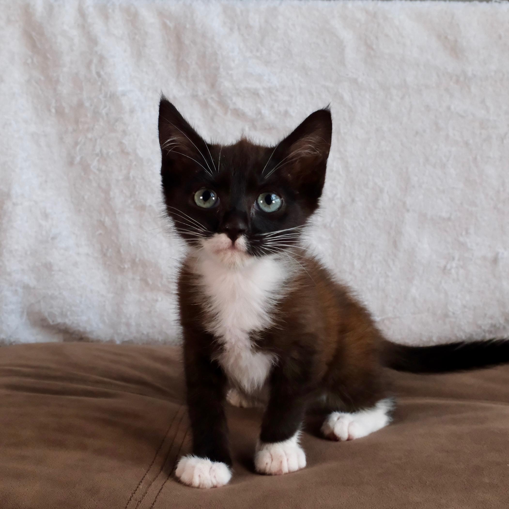 Enlarge Lord Boots, a Adoptable Tuxedo in San Diego, CA image 1/2
