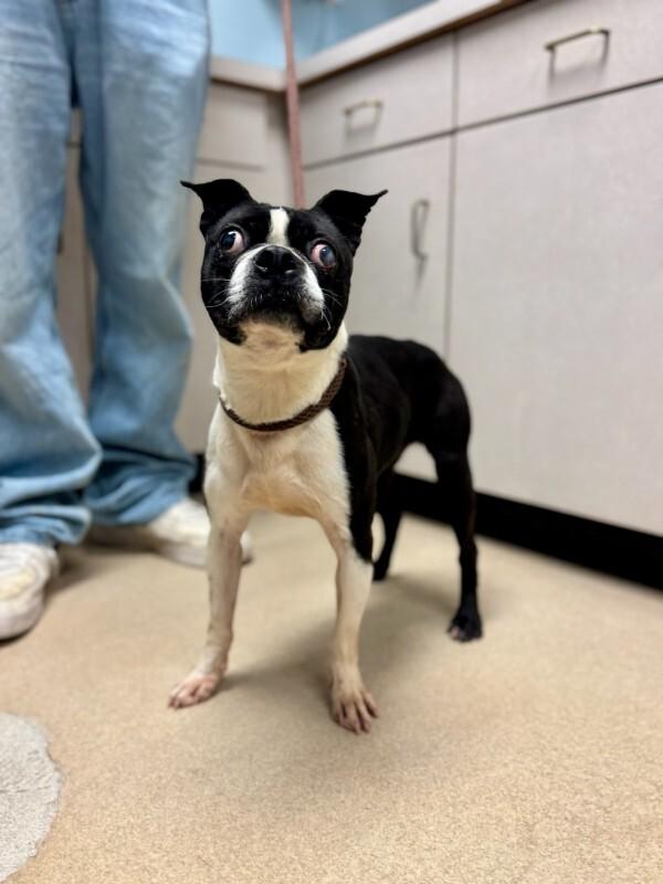 Enzo, Adoptable, Adult Male Boston Terrier.