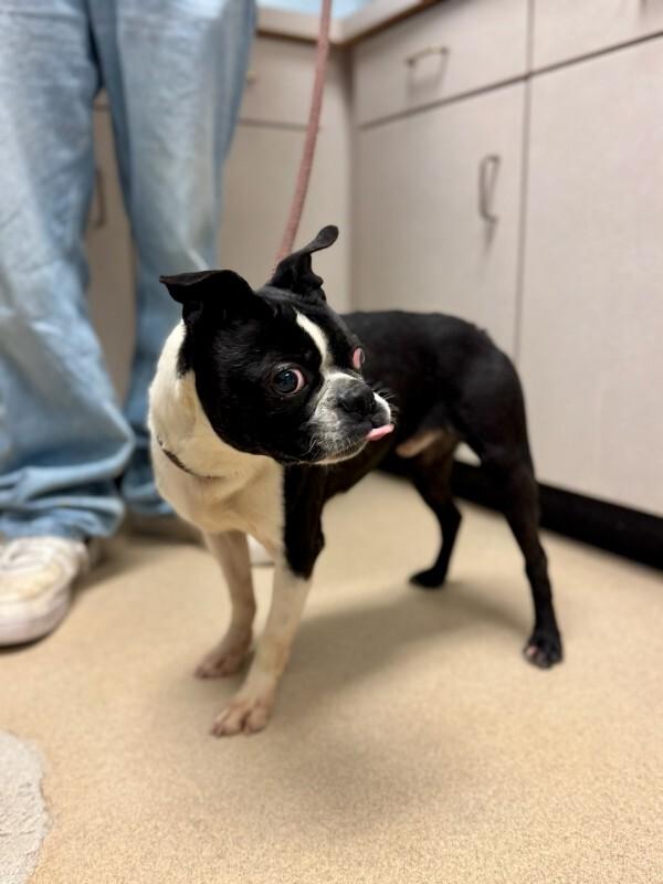 Enlarge Enzo, a Adoptable Boston Terrier in Wooster, OH image 5/6