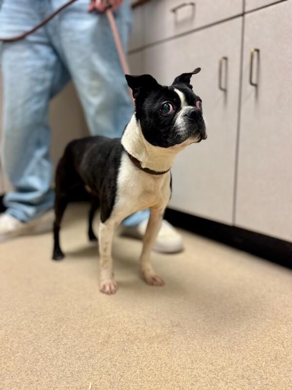 Enlarge Enzo, a Adoptable Boston Terrier in Wooster, OH image 6/6