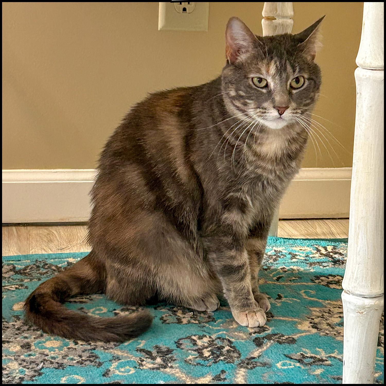 Enlarge Kaper, a Adoptable mixed breed in Roswell, GA image 1/4