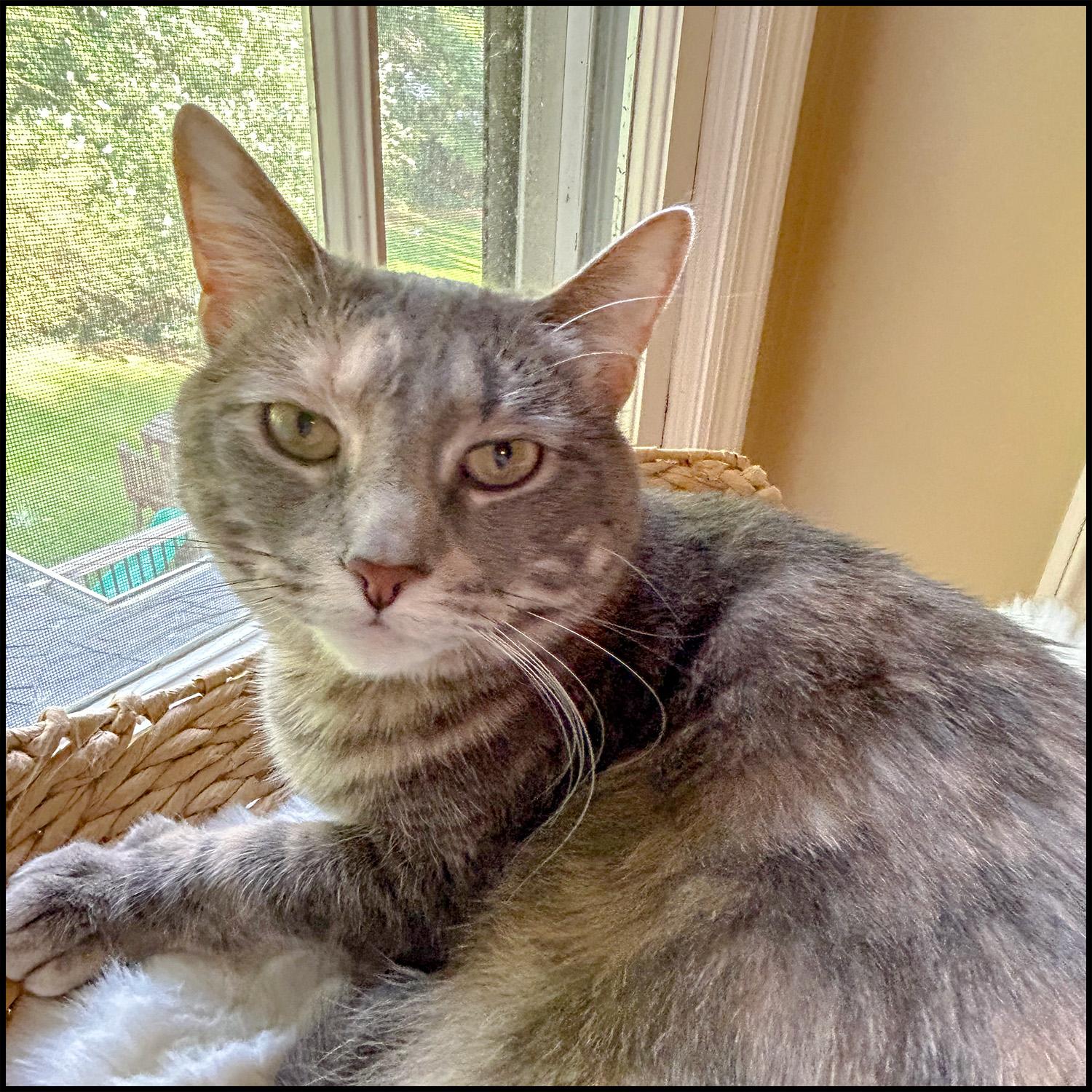 Enlarge Kaper, a Adoptable mixed breed in Roswell, GA image 2/4