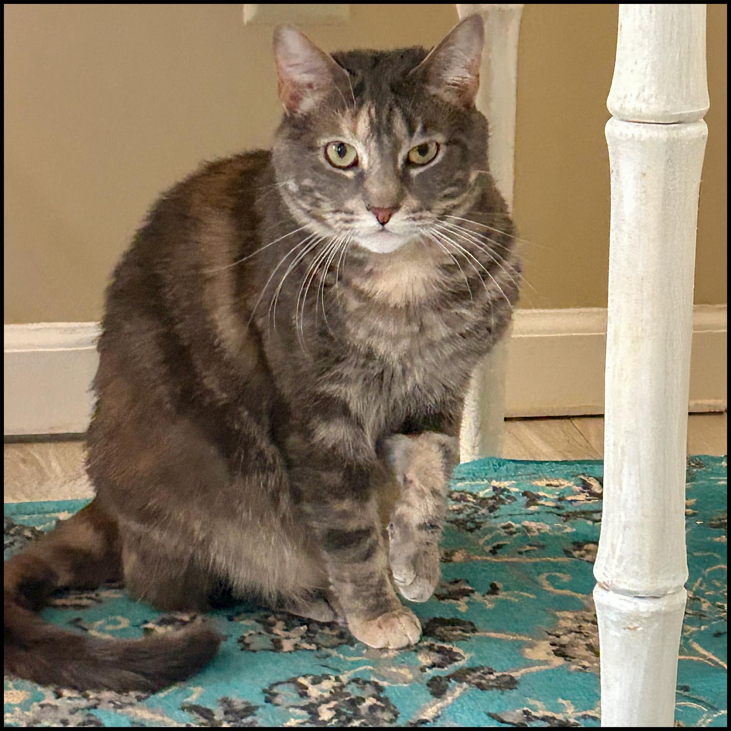 Kaper, Adoptable, Adult Female Domestic Short Hair & Tabby.