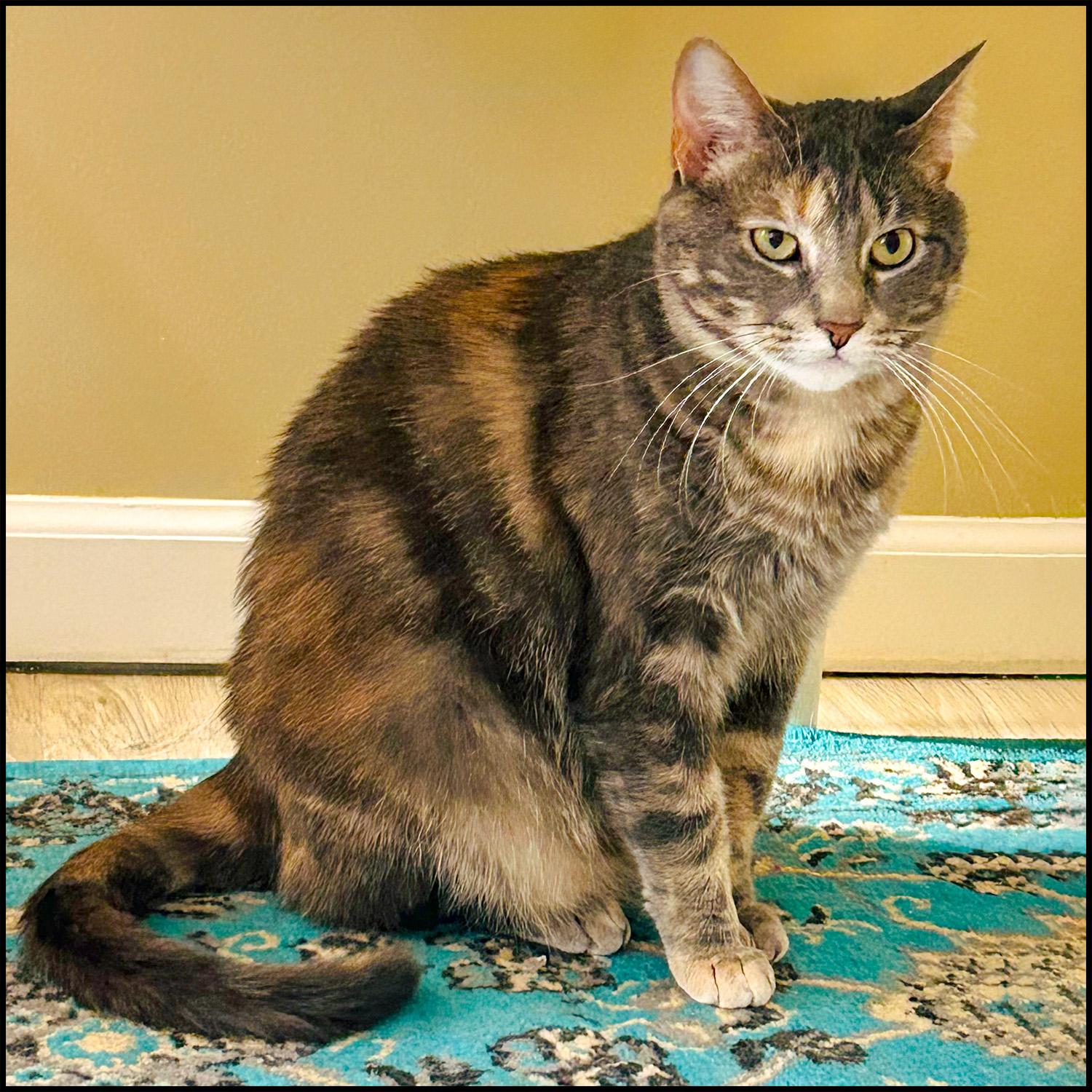 Enlarge Kaper, a Adoptable mixed breed in Roswell, GA image 4/4