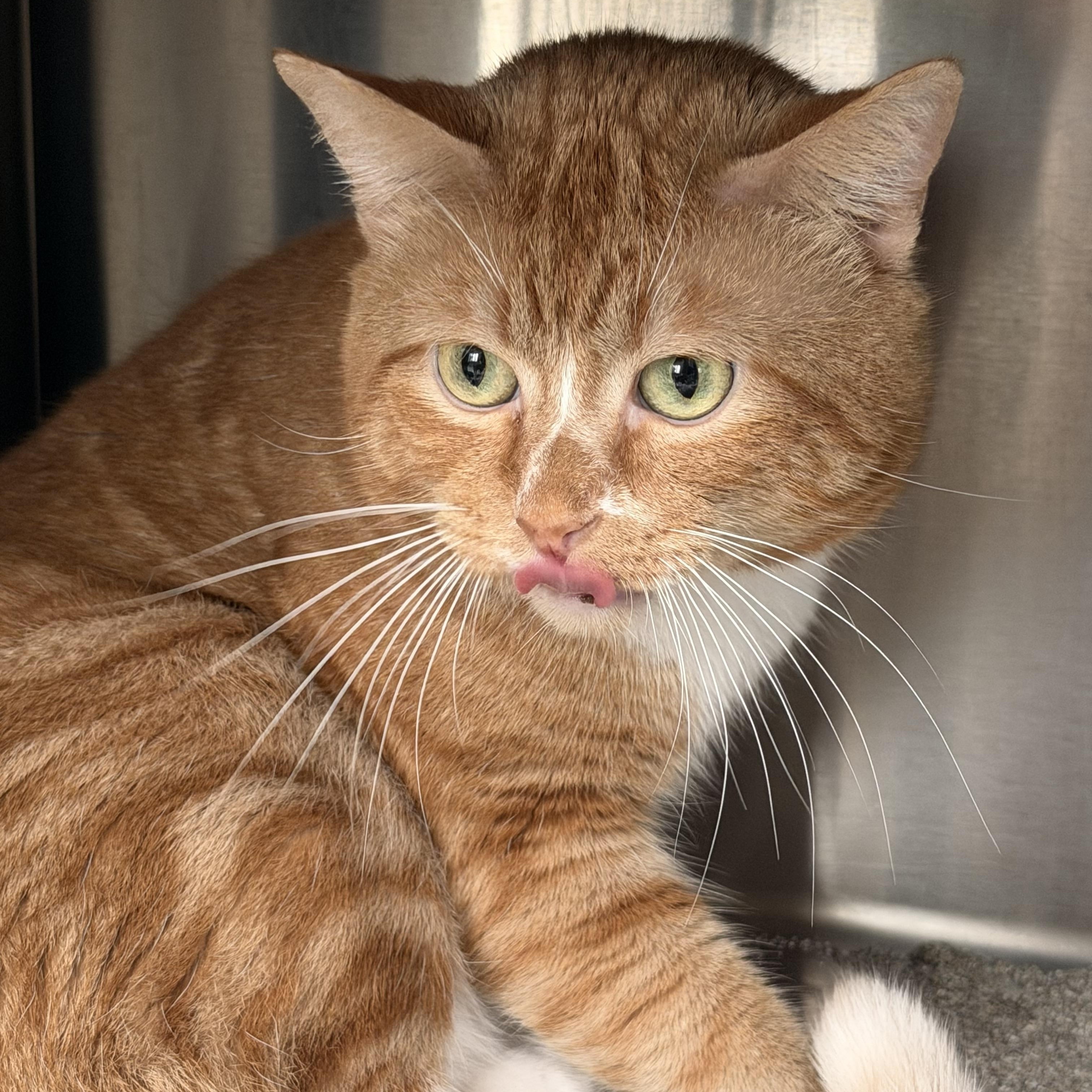 Enlarge Cheez-it, a ADOPTABLE Domestic Short Hair in Charlestown, RI image 2/3
