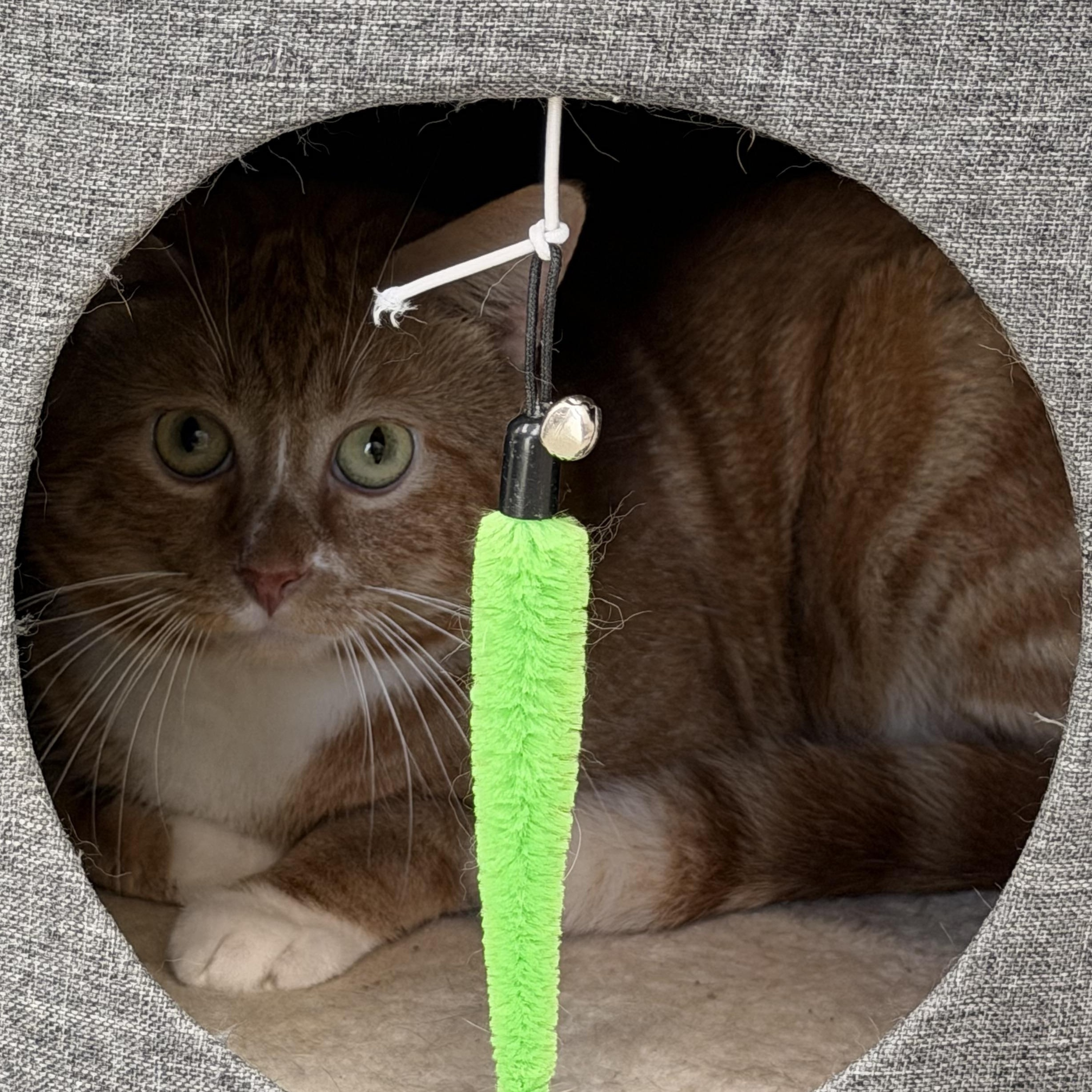 Enlarge Cheez-it, a ADOPTABLE Domestic Short Hair in Charlestown, RI image 3/3
