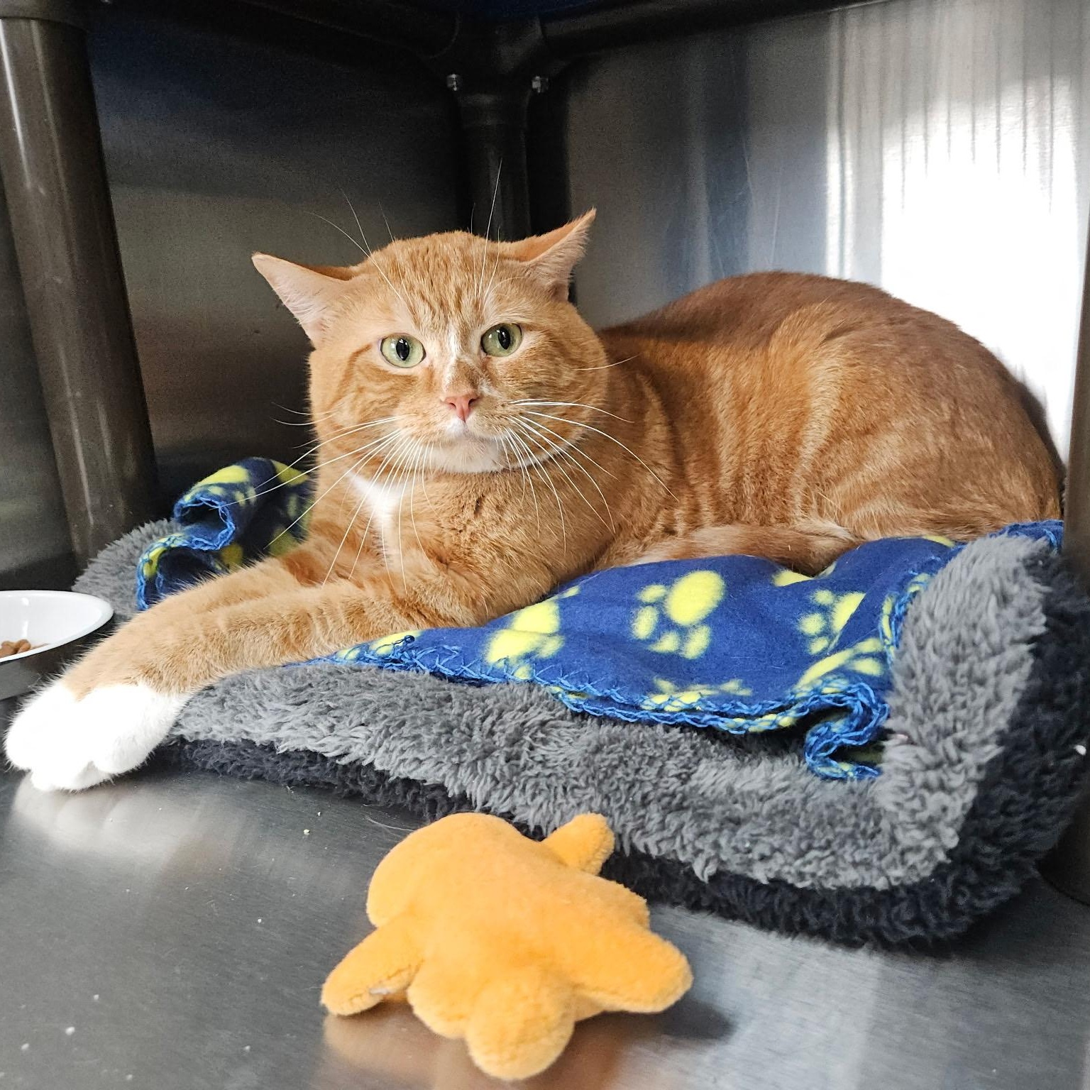 Cheez-it, ADOPTABLE, Young Male Domestic Short Hair.