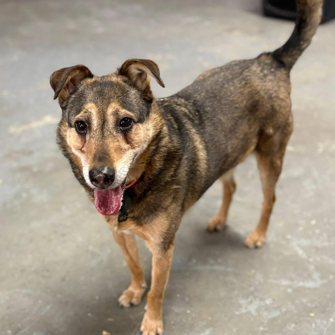 Will , a ADOPTABLE mixed breed in Oak Park, MI image 1/4