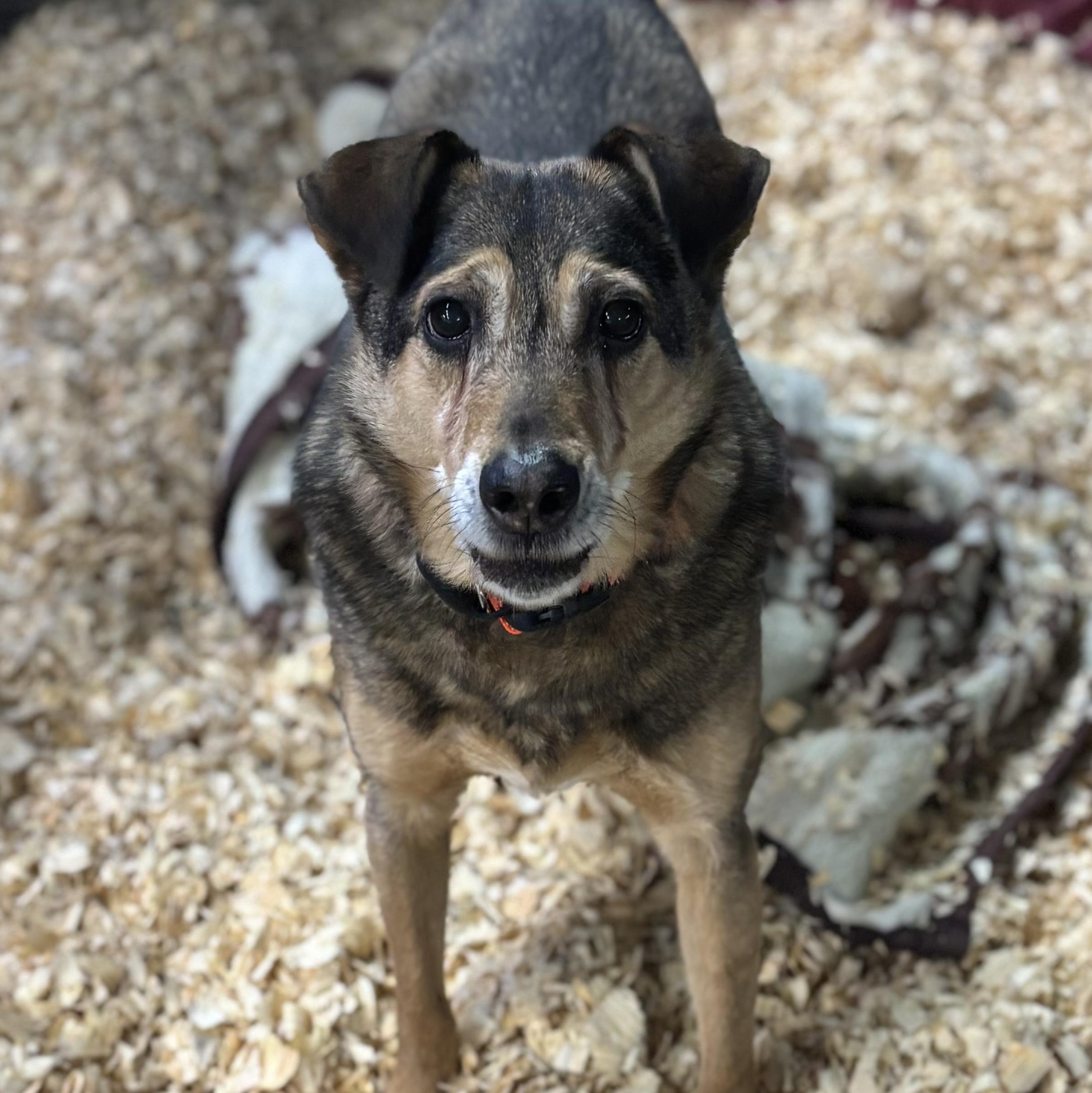 Enlarge Will , a ADOPTABLE mixed breed in Oak Park, MI image 1/1