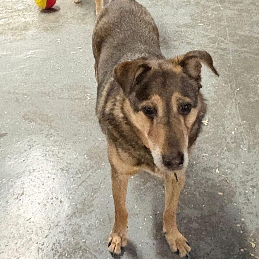 Will , a ADOPTABLE mixed breed in Oak Park, MI image 3/4