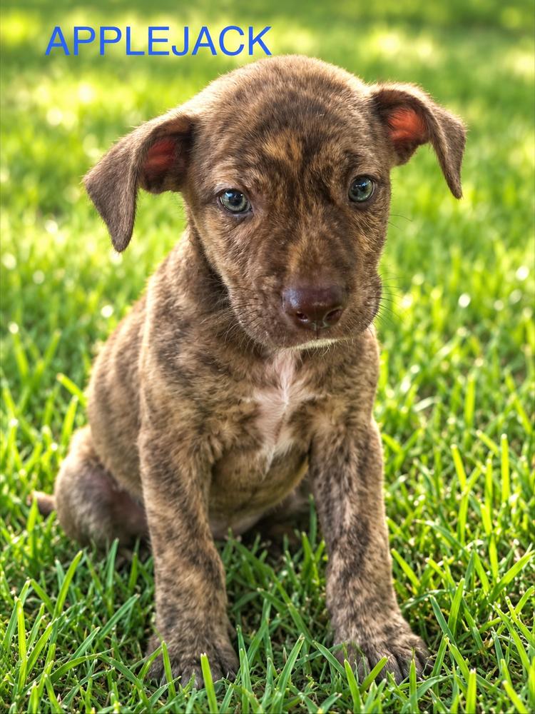 Enlarge Applejack, a Adoptable mixed breed in Jefferson Hills, PA image 1/1