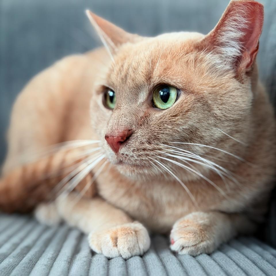 Hero, ADOPTABLE, Adult Male Domestic Short Hair.