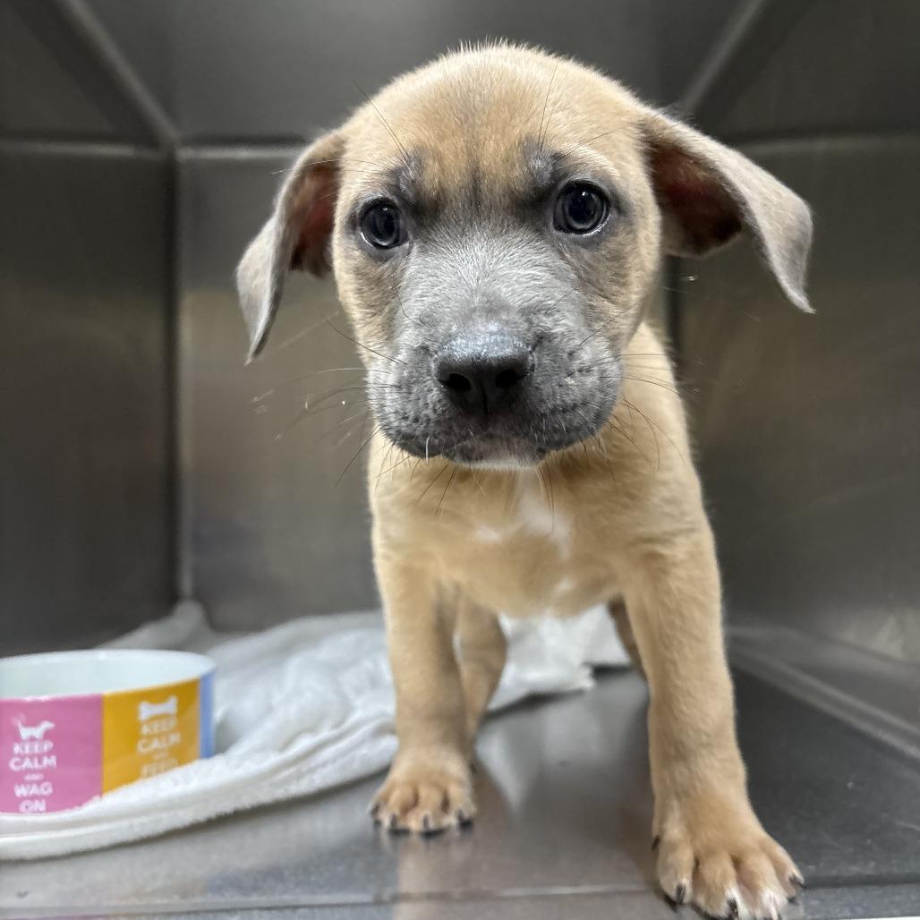 NY Zeke Feb 28 (Tractor Supply Patterson NY), a Adoptable mixed breed in Eastford, CT image 2/4